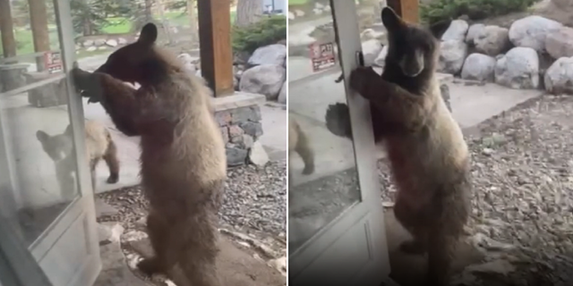 Bear opens door of Colorado home