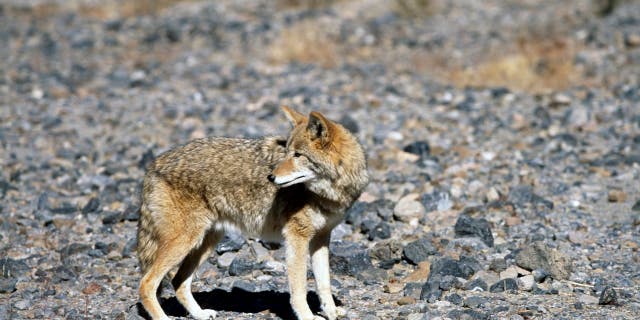 Coyote in California