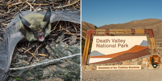 Long-eared Myotis bat next to Death Valley National Park sign.