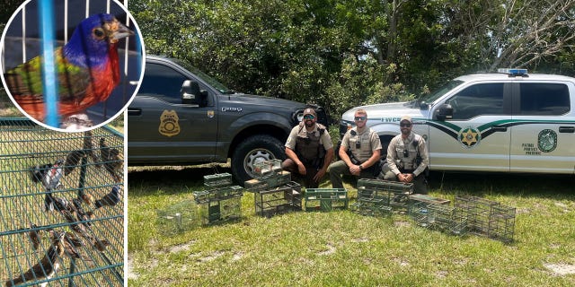 Florida Fish and Wildlife Conservation Commission officers find bird traps.