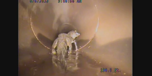 alligator roaming in pipe