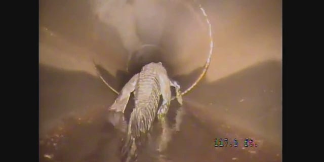 alligator walking away in pipe
