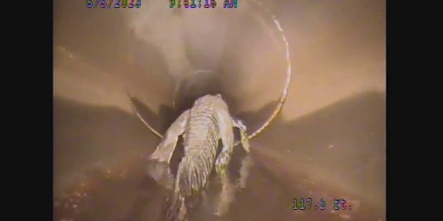 alligator walking away in pipe