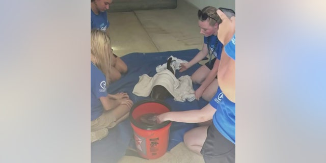 aquarium staff helping dolphin