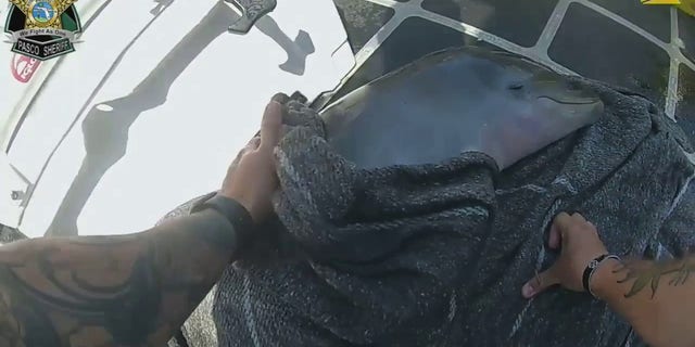 Florida deputies assist rescue new child dolphin struggling alone in ocean, video reveals