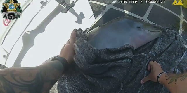 deputy wrapping dolphin calf in blanket