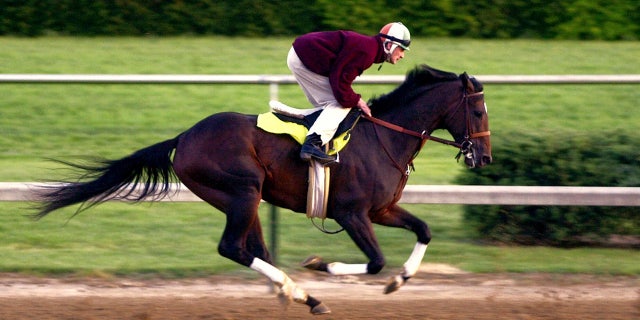 Fusaichi Pegasus riding