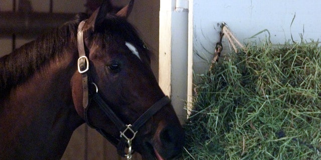 Fusaichi Pegasus in the stable