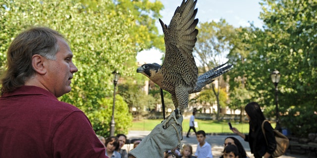 Peregrine falcon, Central Park