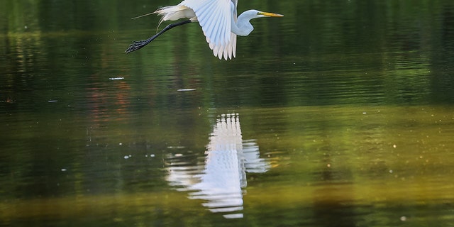 Egret Central Park