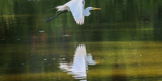 Egret Central Park