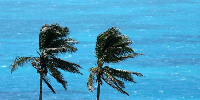 Palm trees on Bermuda seen from air
