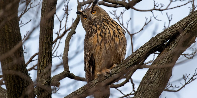 Flaco the owl