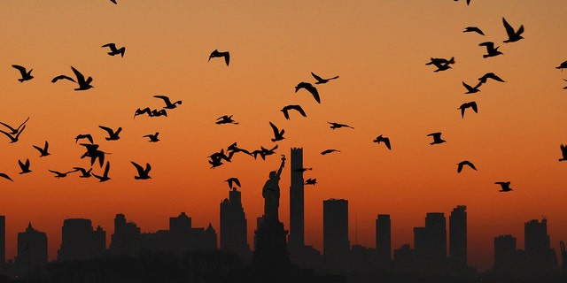 Birds over NYC skyline