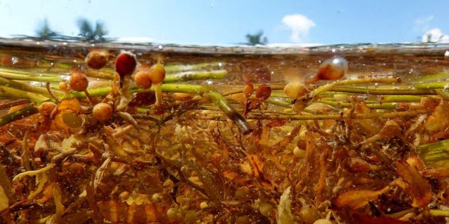 Sargassum Florida