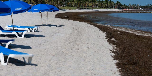 Seaweed piles in Florida could comprise flesh-eating micro organism
