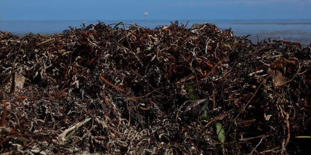 Sargassum Algae seaweed