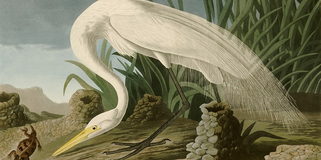 Audubon white heron