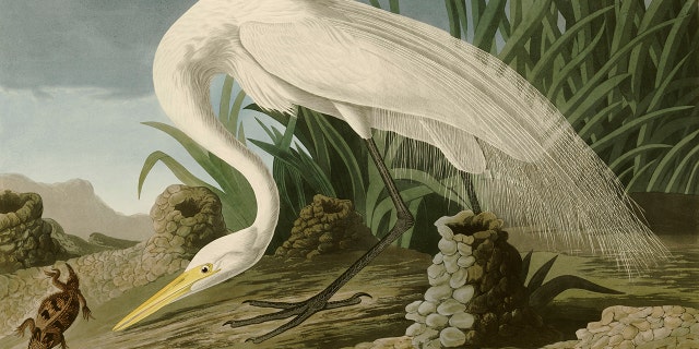 Audubon white heron