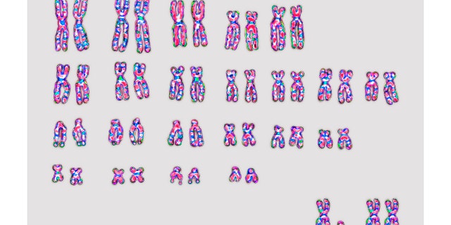 human chromosomes