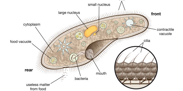 Protozoa