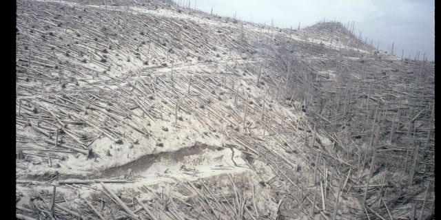 Mount St. Helens Forest