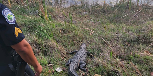 Alligator being released into water