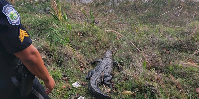 Alligator being released into water