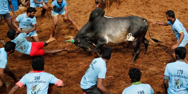 Indian bull taming sport