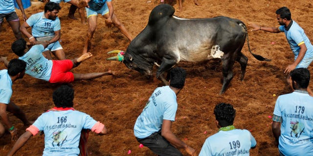 Indian bull taming sport