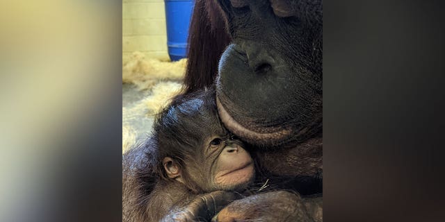 Kansas City Zoo baby Bornean orangutan