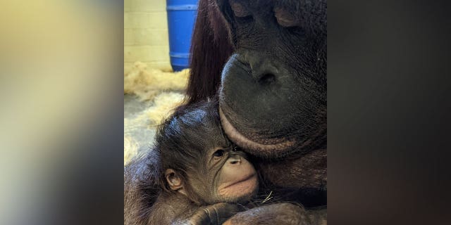 Kansas City Zoo baby Bornean orangutan