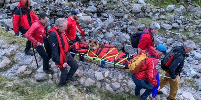 rescuers carrying dog down mountain path