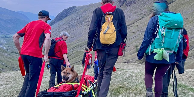 rescuers pulling dog on sled