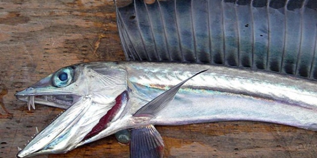 A lancetfish