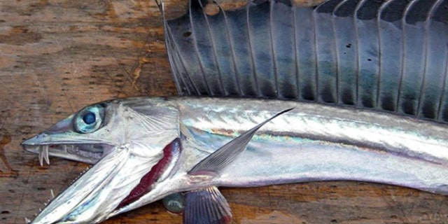 A lancetfish