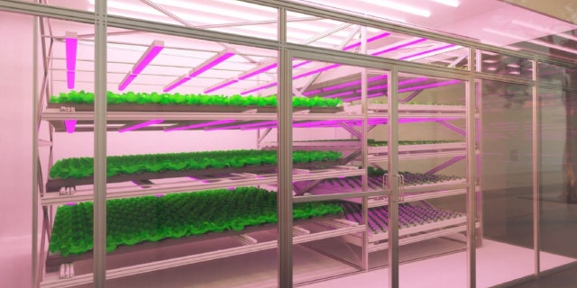 Microgreen system