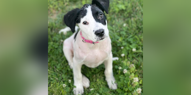 A picture of Leslie the dog looking at the camera