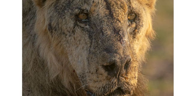 Kenya Lions Killed