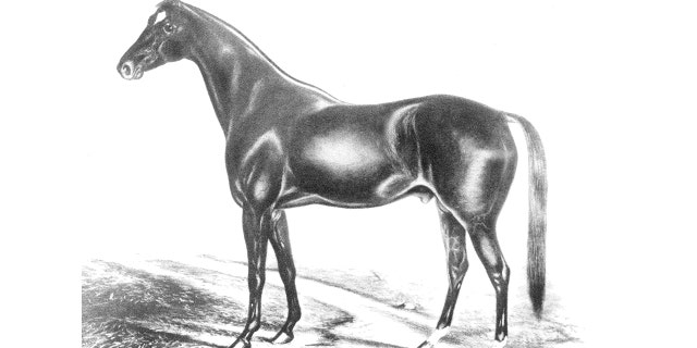 Racehorse Aristides