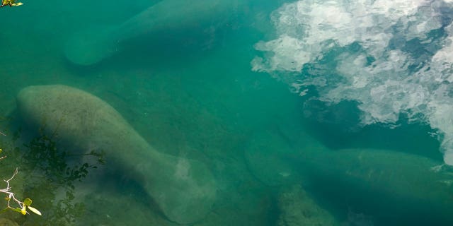 Dying Manatees Florida