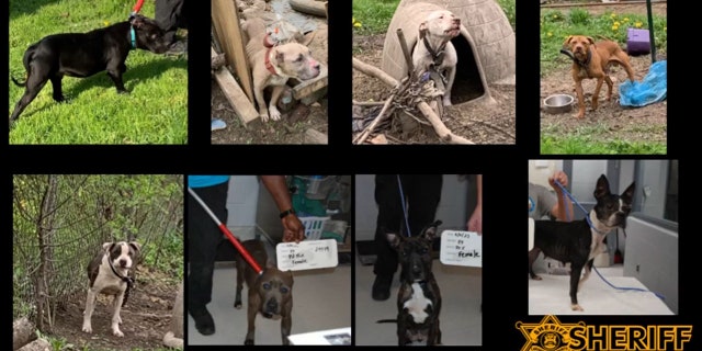 starving dogs rescued 