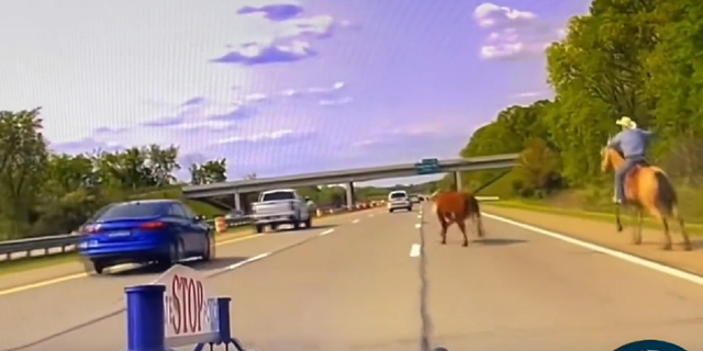 La vaca se escapa y corre por la I-75