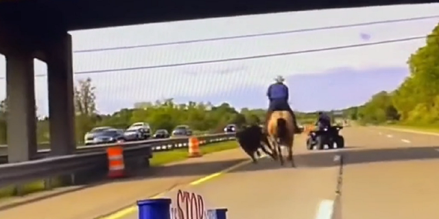 Wrangler and four wheeler chase cow on Michigan highway