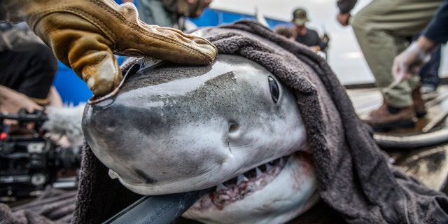 Photo of shark being tracked by OCEARCH