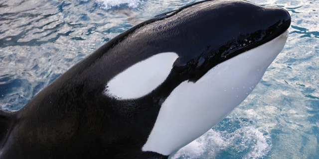 An orca swims