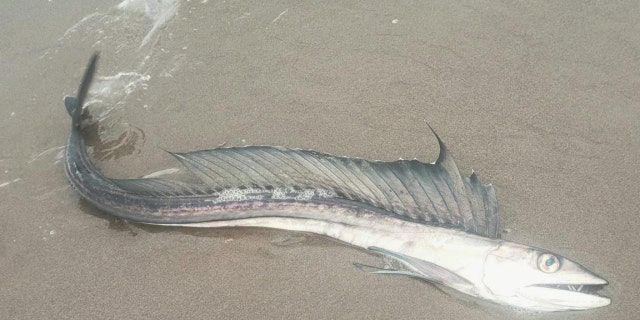 A lancetfish on an Oregon beach