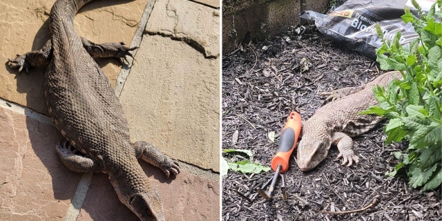 Side-by-side photos of Oscar the Savannah monitor as he lays down on stone tiles and a bed of soil.