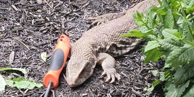 Oscar, the Savannah monitor, lounges on a bed of soil with little greenery.