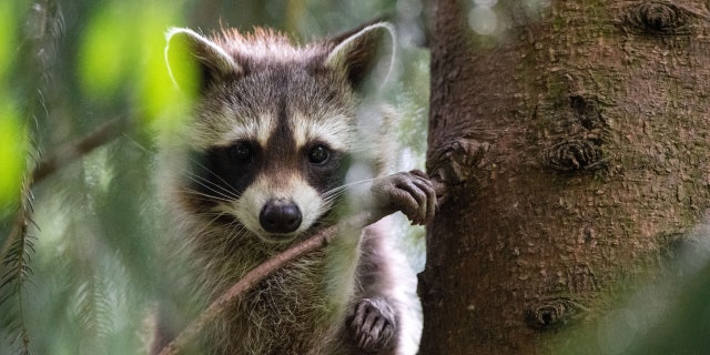 Stock image of a raccoon
